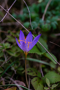 秋花秋水仙