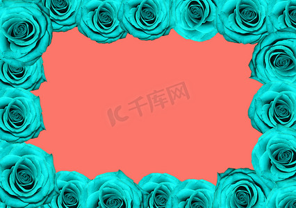 方框摄影照片_珊瑚背景上的蓝玫瑰方框。
