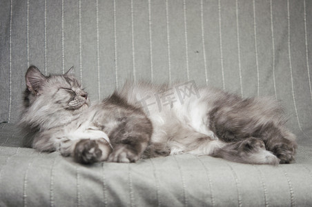 在家庭环境中睡在沙发上的长毛灰猫。