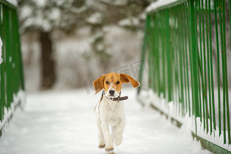 宠物背景狗摄影照片_狗在冬天在户外雪地里繁殖比格犬