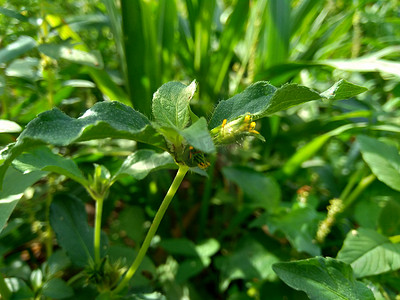 具有自然背景的节点杂草（也称为 Synedrella nodiflora、synderella 杂草）。