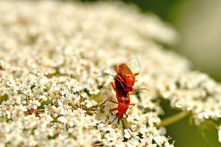 普通红水兵甲虫，在野胡萝卜花上繁殖