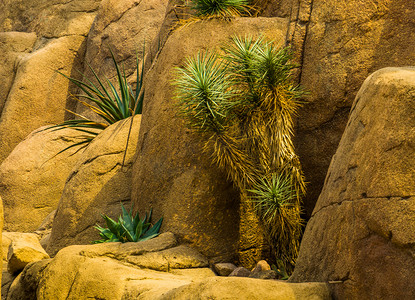 常绿植物摄影照片_生长在沙漠风景中的约书亚树，来自美国的热带常绿植物物种