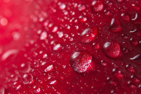 瑰玫花摄影照片_水滴宏观背景在红色玫瑰花瓣上。
