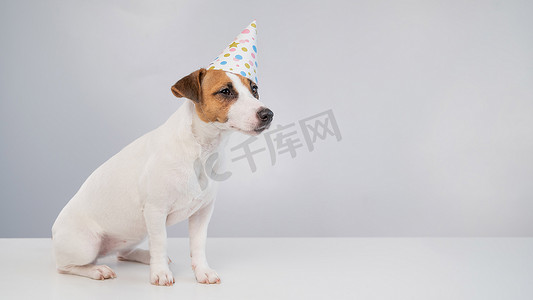 在白色背景上戴着生日帽的狗。