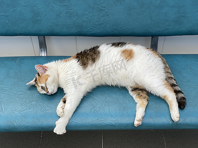 有彩色斑点的白猫睡在长凳上