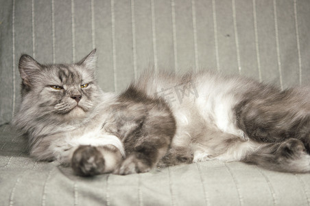 长毛灰猫睡在家庭环境的沙发上。