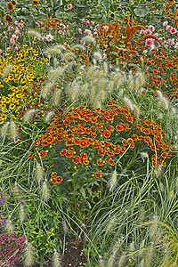 色彩缤纷的花园花境与 Heleniums Waldraut 和观赏草