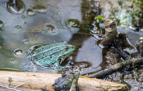 绿色小青蛙摄影照片_绿色的青蛙在池塘里游泳