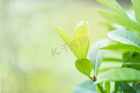 自然绿树鲜叶在美丽模糊的柔和散景阳光春夏复古背景上，带有贺卡或环境封面、模板、网页横幅和标题的免费复制空间。