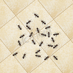 地板上的蚂蚁