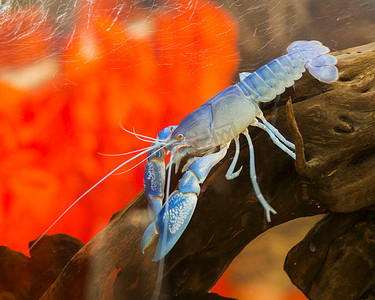 蓝色小龙虾摄影照片_优雅站立的蓝色小龙虾