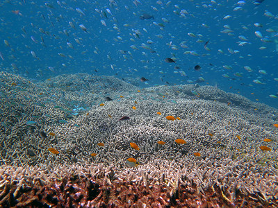 繁茂的珊瑚礁充满了海洋生物和鱼群，