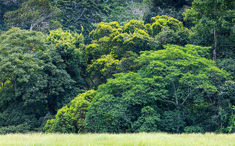 热带雨林内的绿树和灌木。