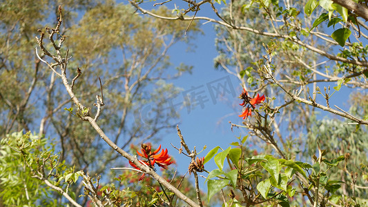 珊瑚树红色花在庭院里，加利福尼亚美国。