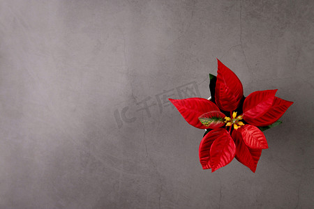 十二月花卉摄影照片_一品红花在圣诞快乐日在水泥纹理背景上庆祝，圣诞假期与植物或花卉是象征，没有人，没有人，植物群和花朵的元素，顶视图。