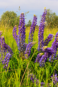 粉紫色摄影照片_羽扇豆，羽扇豆，带粉紫色和蓝色花朵的羽扇豆田