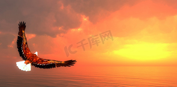 3d太阳摄影照片_老鹰飞翔- 3D渲染
