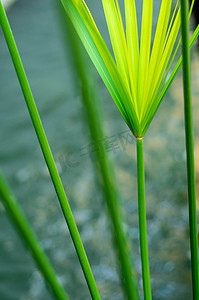 莎草伞植物和光在水面上的反射