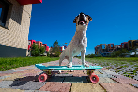 杰克罗素梗犬在炎热的夏日在户外骑滑板。