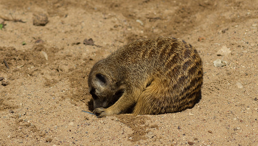 沙上的猫鼬