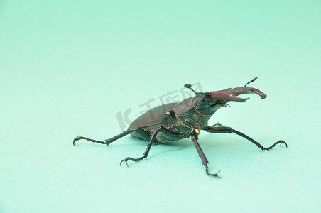锹虫 - Lucanus cervus