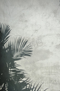 墙上的棕榈叶影子