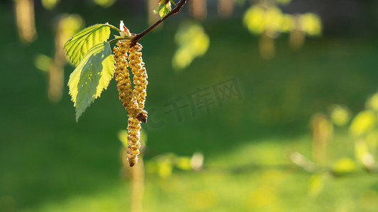 春天公园特写的桦树柳絮，对春天开花植物花粉的过敏概念