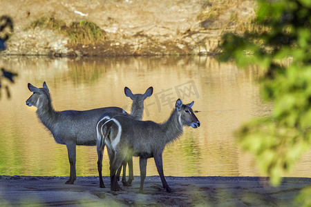 南非克鲁格国家公园的普通水羚