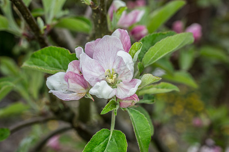 粉红色白色苹果花在春天