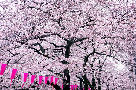 日本东京目黑川沿岸樱花盛开