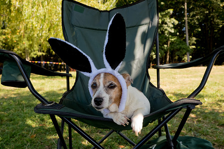 可爱的杰克罗素梗犬戴着滑稽的兔耳朵帽子坐在椅子上。