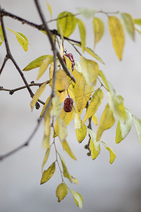 大枣泡水摄影照片_阳光下树上的大枣果