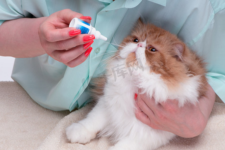 女手握着猫和眼药水