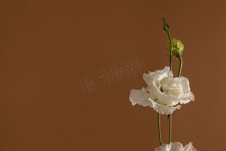 国潮白花摄影照片_柔和棕色背景下白花洋桔梗静物的特写镜头，美学构图