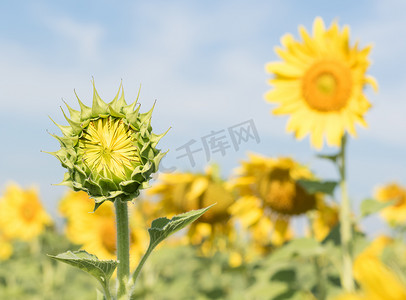 农村花卉摄影照片_向日葵在田间的生长和开花