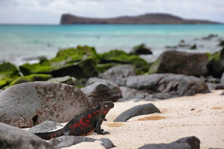 上下摇晃摄影照片_动物-加拉帕戈斯群岛埃斯帕诺拉岛上的圣诞海鬣蜥