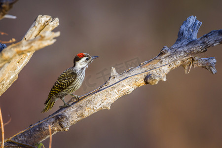 红衣主教啄木鸟在克鲁格国家公园，南非