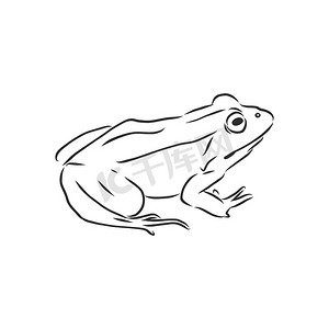 白色青蛙的轮廓图，青蛙矢量草图插图