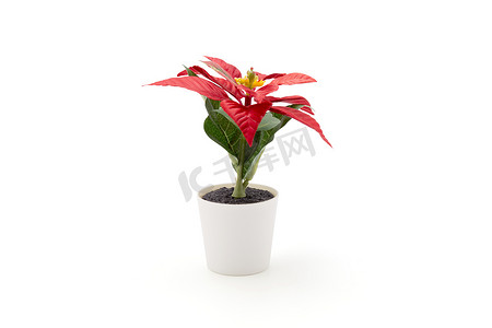 一品红花在圣诞快乐日庆祝孤立在白色背景上，圣诞假期与植物或花卉是象征，没有人，没有人，植物群的元素和装饰品的绽放。