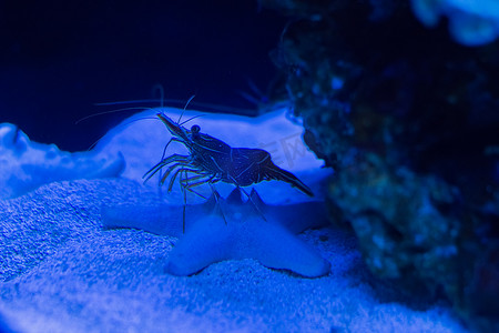 水族馆里的小龙虾