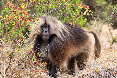 埃塞俄比亚四面山特有狒狒