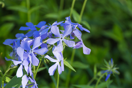 与蓝色花瓣的蓝色小花在绿草背景