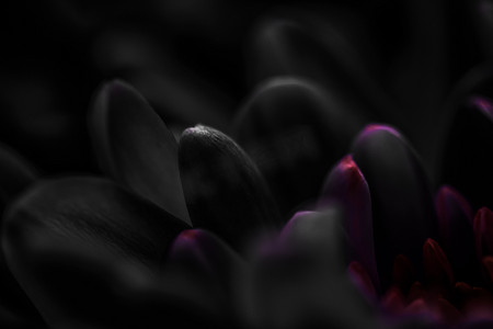 盛开的黑色雏菊花瓣，抽象花卉艺术背景，春天大自然中的花朵香水香味，婚礼，奢华美容品牌假日设计