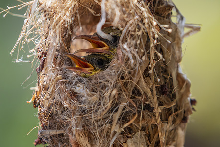幼鸟的形象正在等待母亲在自然背景下的鸟巢中喂食。