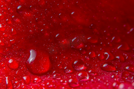 水滴宏观背景在红色玫瑰花瓣上。