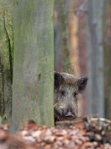 野猪（sus scrofa）早上在森林里散步，看着相机。