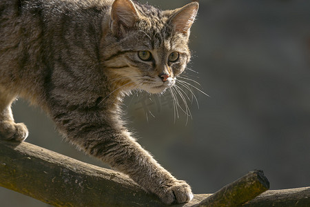 林中小猫摄影照片_绿色季节叶林中的野猫