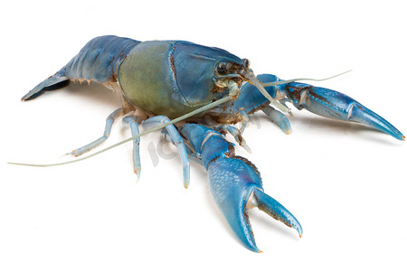 白色背景上的蓝色小龙虾 (Cherax destructor)。