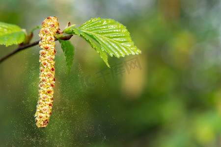 春天公园特写的桦树柳絮，对春天开花植物花粉的过敏概念